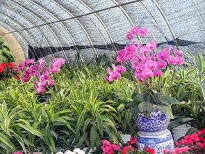 银川花卉消费又走俏 礼品花卉销售