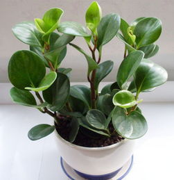 旧物换新意，花卉赠温情——环保改造与礼品花卉销售活动