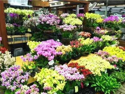 韩国花卉苗木市场 畅游外国花卉圈与礼品花卉销售新趋势