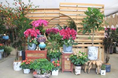 园艺嘉年华之馨泉花卉 探秘蝴蝶兰的新应用奥秘与礼品花卉销售