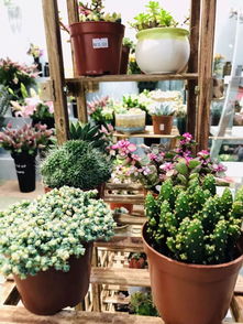 稻河古街绽新绿，花草堂开业好礼盘起来