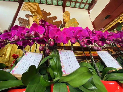 鲜花礼神 上海白云观主殿神前鲜花接受供养
