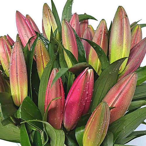 昆明百合花电商热销 源头直发、包赔承诺引领居家花卉消费新潮流